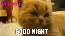 a close up of a cat with the words good night on it