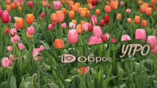 a field of pink and orange tulips with a sign that says i love obroe