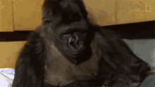 looking through koko watch koko the gorilla use sign language in this1981film world gorilla day taking a look