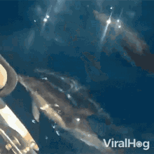 Dolphins Viralhog GIF - Dolphins Viralhog Leading The Way GIFs
