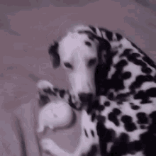 Dog Tail Wagging GIF - Dog Tail Wagging Happy GIFs