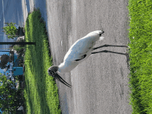 Stork GIF