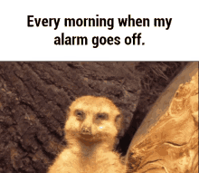 Meerkat Alarm GIF - Meerkat Alarm Sleepy GIFs