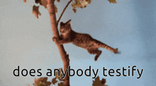 Does Anybody Testify Cat GIF - Does Anybody Testify Testify Cat GIFs