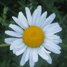 Daisy Flower GIF - Daisy Flower Yellow GIFs