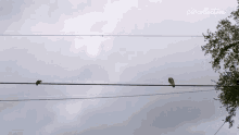 Flying Follow GIF - Flying Follow Come With Me GIFs
