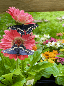 Blackswallowtailbutterflies GIF - Blackswallowtailbutterflies GIFs