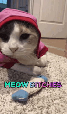 Cat Meow GIF - Cat Meow GIFs