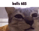 a close up of a cat 's face with the text balls 685 above it