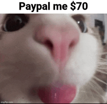 a close up of a cat 's nose with the words paypal me $ 70 on top