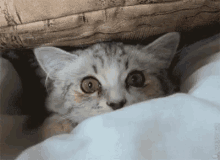Shocked Cat GIF - Shocked Cat Wide Eye GIFs