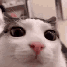 Cat Blinking Near Camera Cat GIF - Cat Blinking Near Camera Cat Cute GIFs