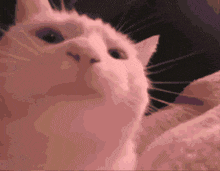 Cat Kedi GIF - Cat Kedi Komik Kedi GIFs