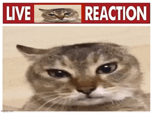 Live Reaction Tole Tole GIF - Live Reaction Tole Tole Tole Tole Cat GIFs