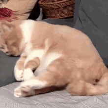 Ok Dude Cat GIF - Ok Dude Cat Dreaming GIFs