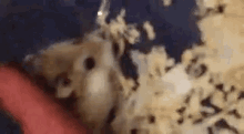 Hamster Cute GIF - Hamster Cute Love GIFs