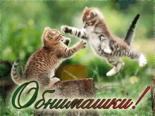 обнимашки котики кот мило прелесть животные GIF - Jivotnie Obnimashki Milo GIFs