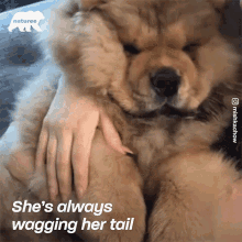 shes always wagging her tail mishka chow chow cute floof
