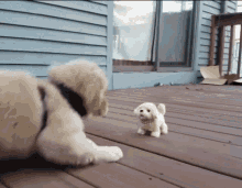 Puppy Dog GIF