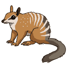 numbat banded