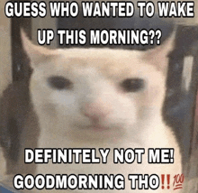 a picture of a cat with the caption guess who wanted to wake up this morning definitely not me goodmorning tho