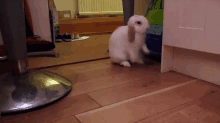 Happy Paws GIF - Rabbits Bunnies Excited GIFs