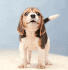 Dog Beagle GIF