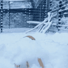 Foxjump GIF - Foxjump GIFs