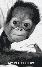 a black and white photo of a baby monkey with the caption " my pee yellow " below it