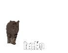 a close up of a cat 's face with the word hello above it