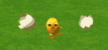 Pollito Egg GIF - Pollito Egg Check GIFs