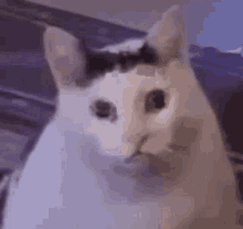 Bruh Meme GIF - Bruh Meme Cat GIFs