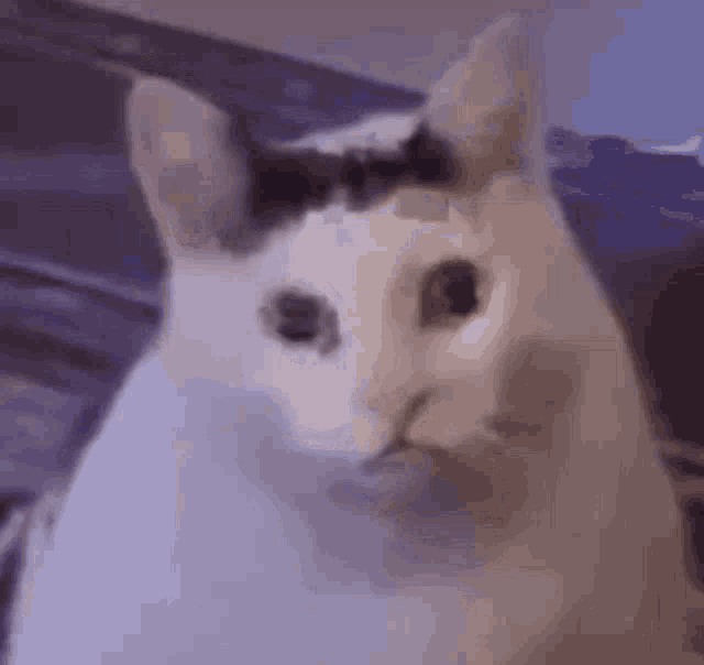 Bruh Meme GIF – Bruh Meme Cat – discover and share GIFs