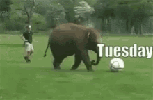 Tuesday Funny Animals GIF - Tuesday Funny Animals Elephants GIFs