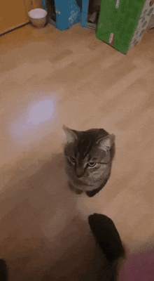 Cat Cat Meme GIF - Cat Cat Meme Jumpscare GIFs