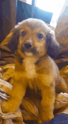 Kozil Dog GIF - Kozil Dog Cute GIFs