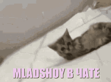 Mladshoy Cat GIF - Mladshoy Cat GIFs