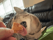 a cat licking a piece of food with its tongue out