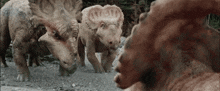a group of dinosaurs are standing next to each other on a dirt road
