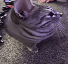 a cat is sitting on a carpet and looking up at something
