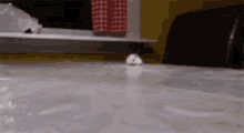 Hamster Cute GIF - Hamster Cute Sneaky Attack GIFs