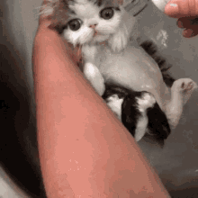 Cat Bath Time GIF - Cat Bath Time Adorable GIFs