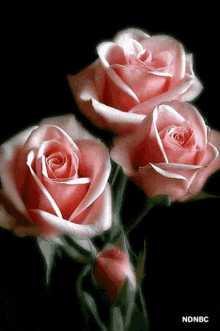 Pink Roses Blooming GIF - Pink Roses Blooming Blooms GIFs