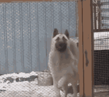 Dog Toto Africa Let Me In GIF - Dog Toto Africa Let Me In Bark GIFs