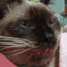 Wink Siamese Cat GIF - Wink Siamese Cat Basti GIFs
