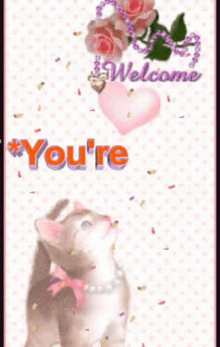youre welcome funny cat