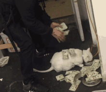 Money White Cat GIF - Money White Cat Counting Money GIFs