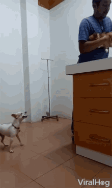 Jumping Dog Jumping GIF - Jumping Dog Jumping Looking Over GIFs