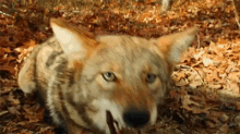 Watch Out GIF - Watch Out Wolf GIFs
