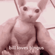 Bingus Loves Bingus GIF - Bingus Loves Bingus Bill Loves Bingus GIFs